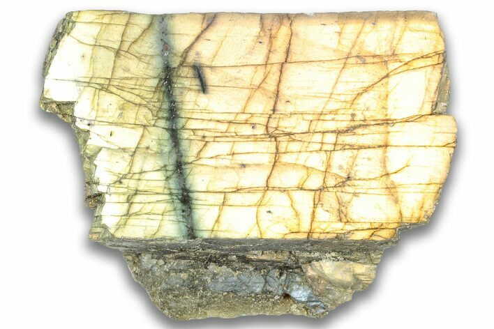 Single Side Polished Labradorite Section - Madagascar #324664